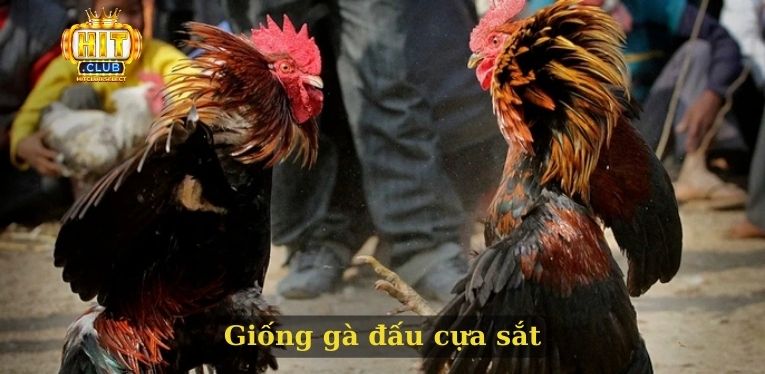 Đá gà cựa sắt - Hình thức cá cược chất lượng và uy tín 2 Giống gà đấu cựa sắt